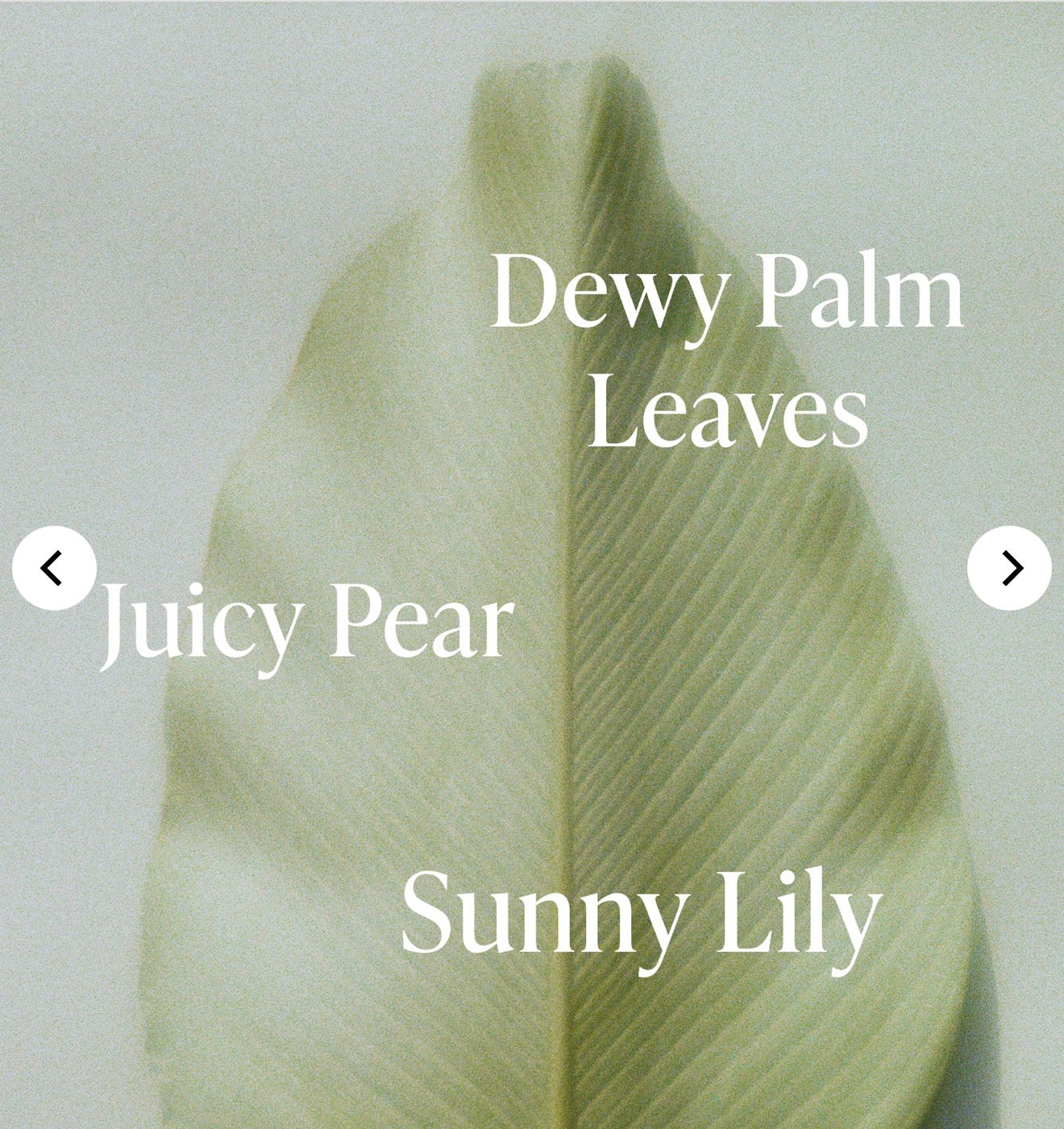 Saltair | Lush Greens SERUM BODY WASH