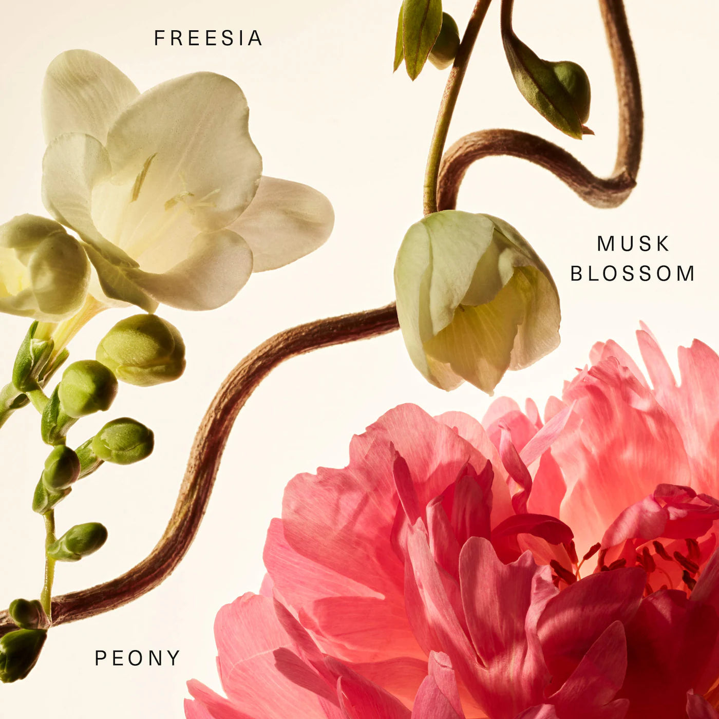 Pre-orden: Rare Beauty by Selena Gomez | Floral Peony Blossom Rare Fragrance Layering Balm
