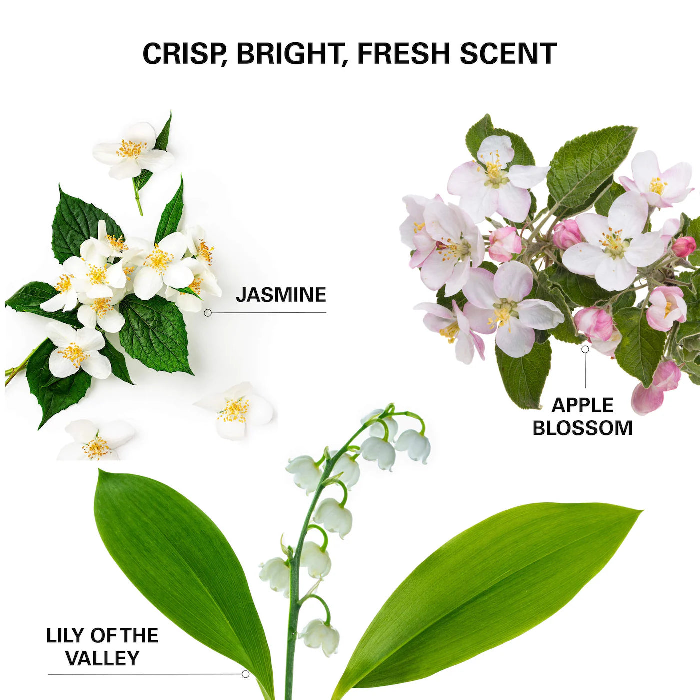 Pre-orden: COLOR WOW | Insta-Wow Advanced Dry Shampoo - Imagen 6